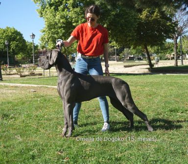 FOTOS DE ORNELLA DE DOGOKO, MULTI CH , EXPOSICIONES DE DOGO ALEMAN, CACHORROS DE DOGOS ALEMANES O GRAN DANES DE EXPOSICIÓN