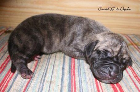 CACHORROD DE DOGO ALEMAN, MEJOR CRIADERO DE DOGO ALEMAN