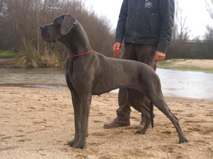 CAMADA 'Q' DE DOGOKO, MEJOR CRIADERO DE DOGOS ALEMANES AZUL Y DORADO, EXPOSICIOES DE DOGO ALEMAN,CEDDA ,RSCE, NEUVIC