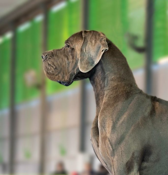 RAGNAR DE DOGOKO, MEJOR CRIADOR DE DOGOS ALEMANES 