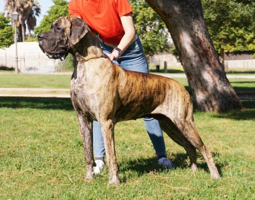 Cachorro de Dogo Alemán o Gran Danés, mejor criadero de Dogo Alemán