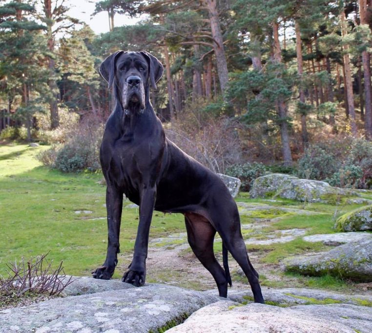 CACHORROS DE DOGO ALEMAN KENNEL DOGOKO