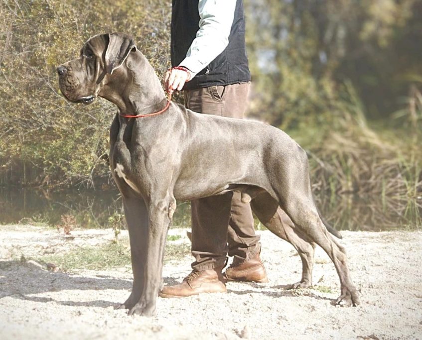 CACHORRO DE DOGO ALEMAN