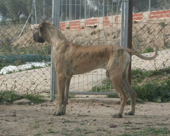 CACHORRO D EDOGO ALEMAN