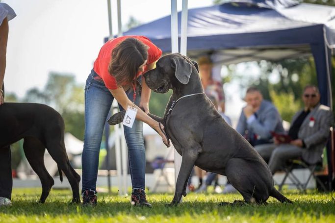 CACHORROS DE DOGOS ALEMANES