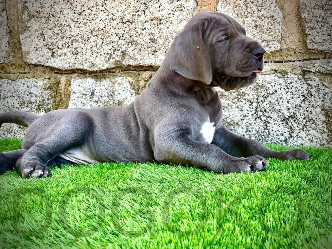 CACHORRO DE DOGO ALEMAN, CACHORRO DE GRAN DANES 