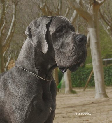 CAMADA 'T' de DOGOKO