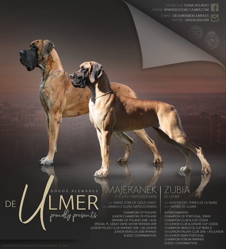 CAMADA C DE ULMER ,CACHORROS DE DOGO ALEMAN DORADO Y ATIGRADO DE EXPOSICIÓN