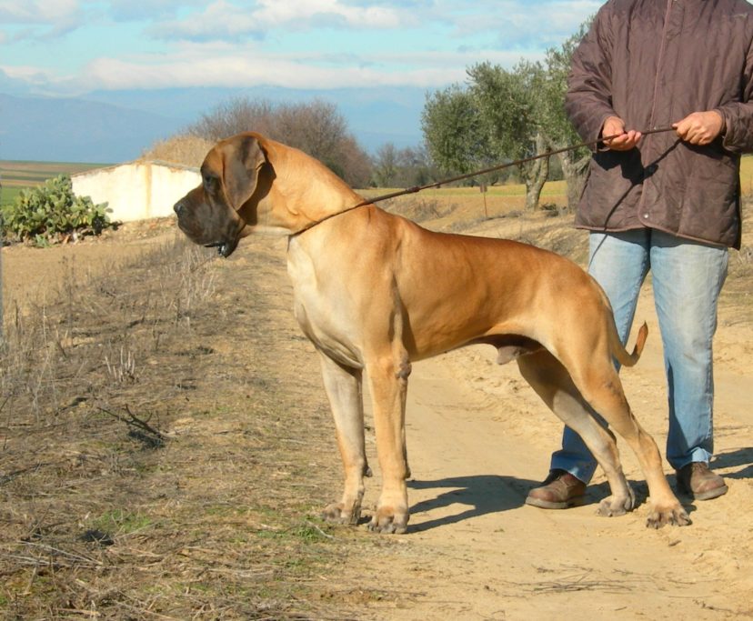 CACHOORO DE GRAN DANES