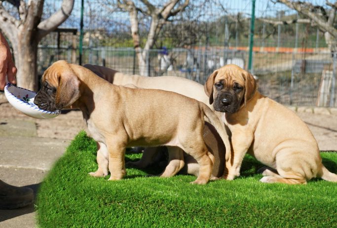 CACHORROS DE DOGO ALEMAN