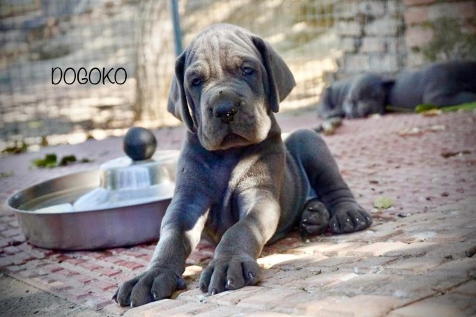 CACHORROS DE DOGO ALEMAN. CACHORROS DE GRAN DANES