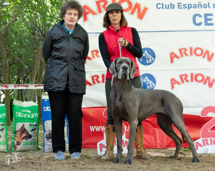 CACHORRO DE DOGO ALEMAN, GRAN DANES ,MEJOR CRIADOR DE DOGOS ALEMANES