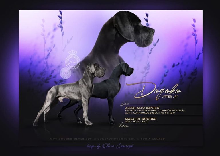 exposiciones Dogos Alemanes, camadas de Dogo Alemán, Cachorros de Dogo Alemán