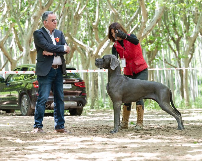 CACHORROS DE DOGO ALEMAN 