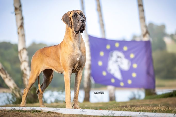 cachorros de Dogos Alemán