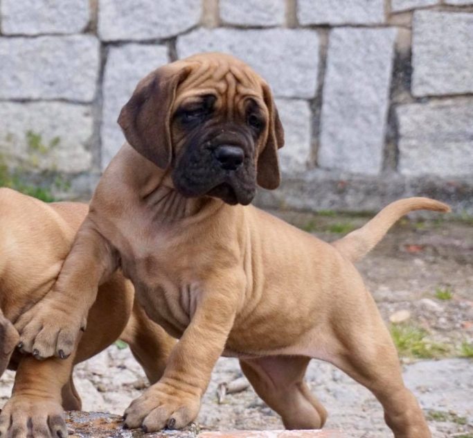 FOTOS DE DOGOS ALEMANAES ULMER-DOGOKO