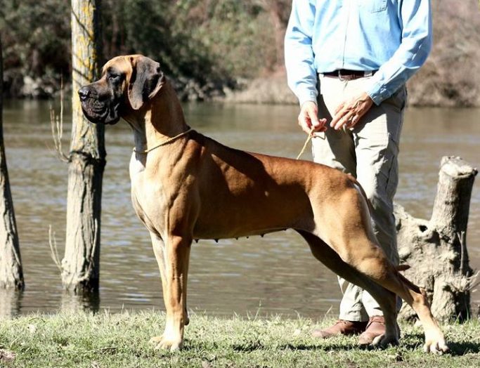 CAMADA 'A' DE ULMER,KENNEL ULMER 