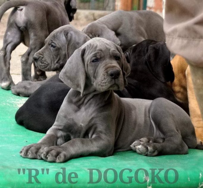 REEVA DE DOGOKO, CAMPEONA , EXPOSICIONES DE REEVA DE DOGOKO