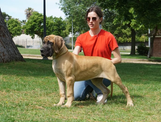 CH DOKKA DE ULMER,MEJOR HEMBRA DORADA REGIONAL MADRID CEDDA,BIS MURCIA,EXPOSICIONES DOKKA