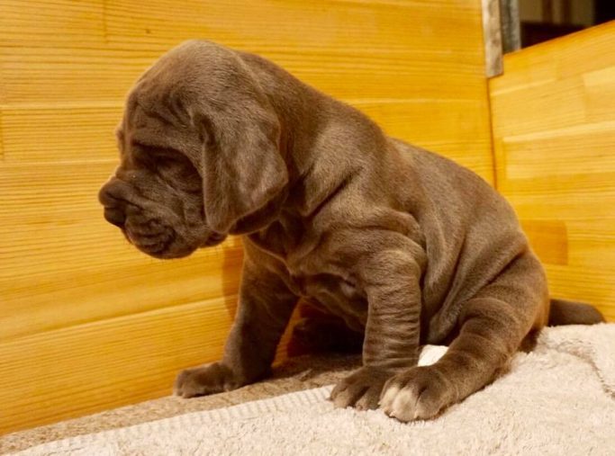 CACHORRO DE DOGO ALEMAN, CACHORRO D EGRAN DANES,CRIADOR DE DOGO ALEMAN