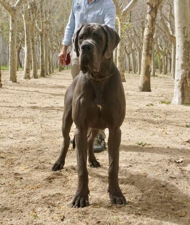 CAMADA 'T' DE DOGOKO