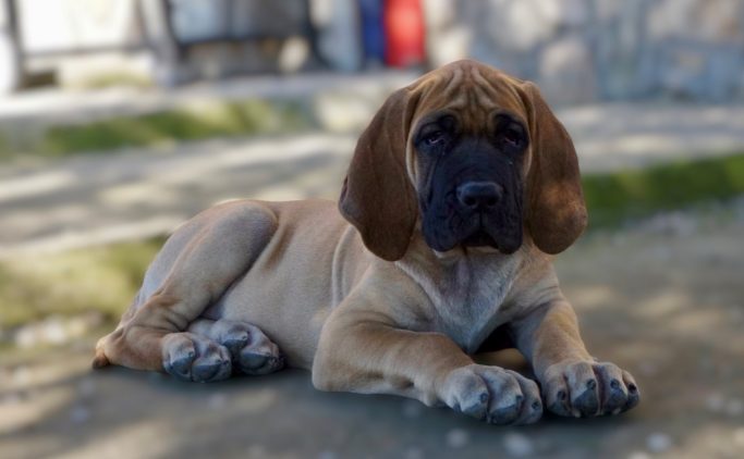 cachorro de Dogo Aleman