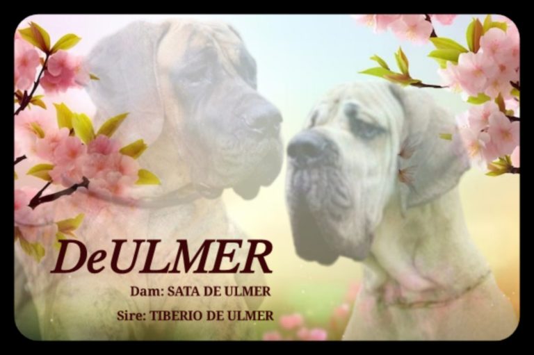 CAMADA W DE ULMER ,CACHORROS DE DOGO ALEMAN DORADO Y ATIGRADO DE EXPOSICIÓN