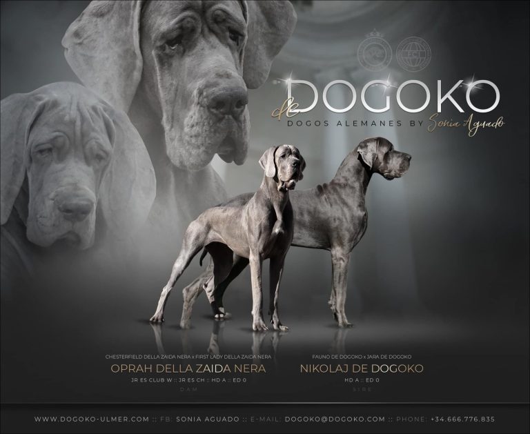 camada 'S' de Dogoko, Nikolaj de Dogoko, mejor criador Dogos Alemanes