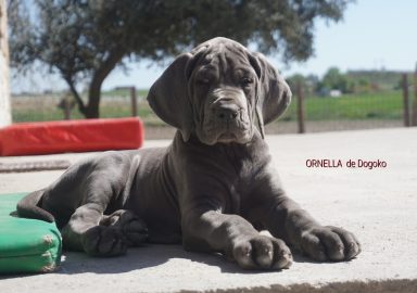 MULTI CH ORNELLA DE DOGOKO,EXPOSICIONES ORNELLA