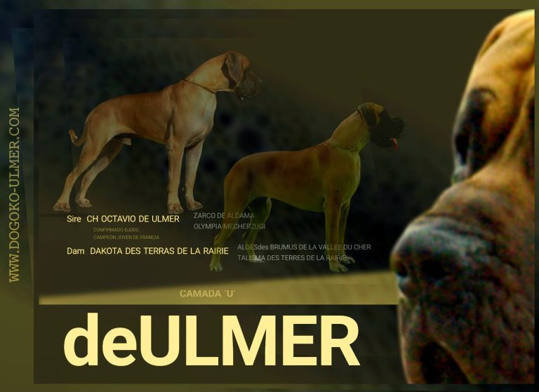 CAMADA U DE ULMER ,CACHORROS DE DOGO ALEMAN DORADO Y ATIGRADO DE EXPOSICIÓN