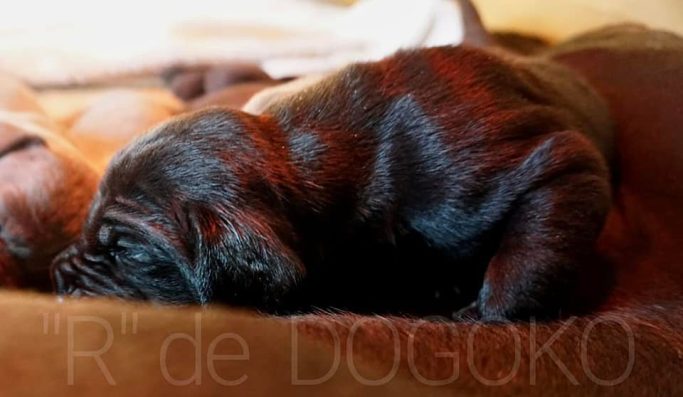 CAMADA 'R DE DOGOKO