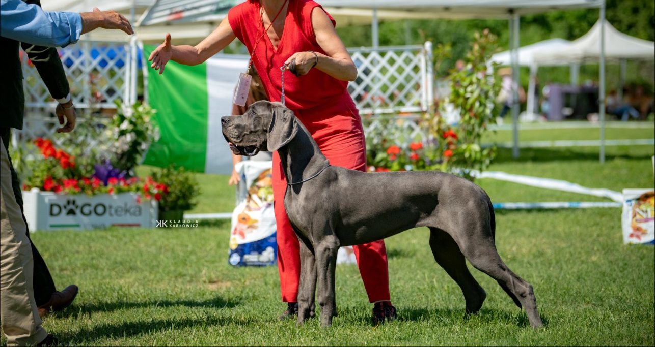 MEJOR CRIADERO DE DOGOS ALEMANES, CACHORROS DE DOGO ALEMAN,GRAN DANES 