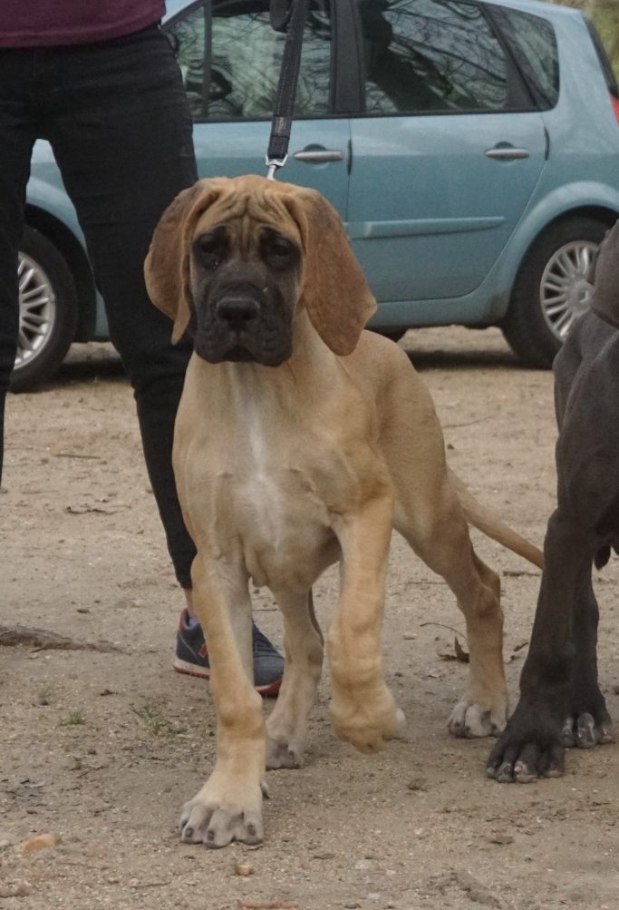 CACHORRO DE DOGO ALEMAN DORADO, ATIGRADO, AZUL Y NEGRO