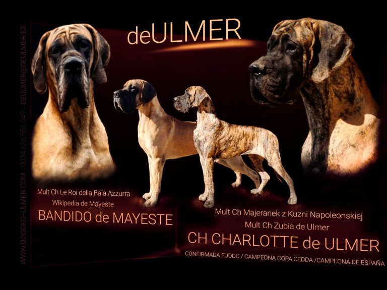 CAMADA F DE ULMER ,CACHORROS DE DOGO ALEMAN DORADO Y ATIGRADO DE EXPOSICIÓN