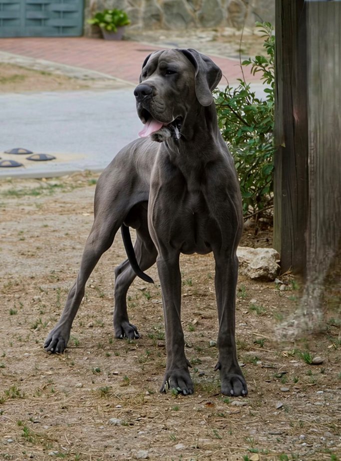 VENTO DE DOGOKO