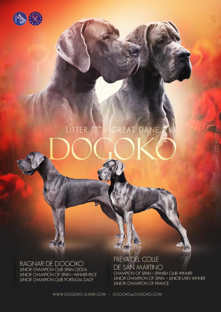 Camada 'T' de Dogos Alemanes, criador Dogo Alemán, Kennel Dogoko