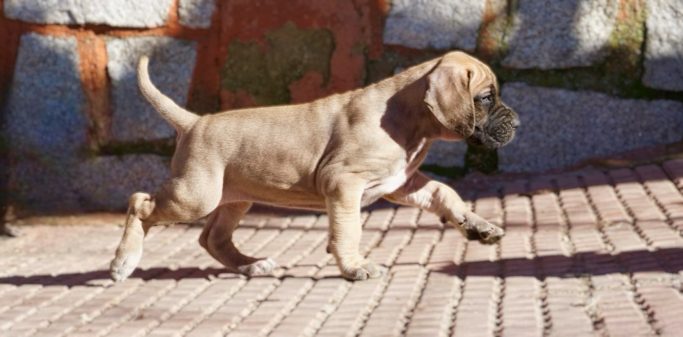 CACHORROS DE DOGO ALEMAN