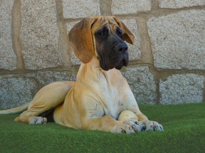 cachorro de dogo alemán o gran danés