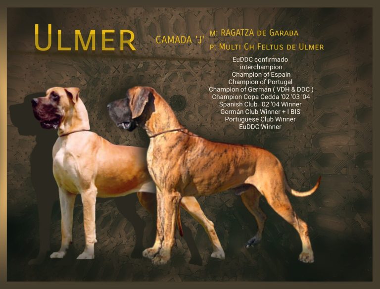 CAMADA J DE ULMER ,CACHORROS DE DOGO ALEMAN DORADO Y ATIGRADO DE EXPOSICIÓN