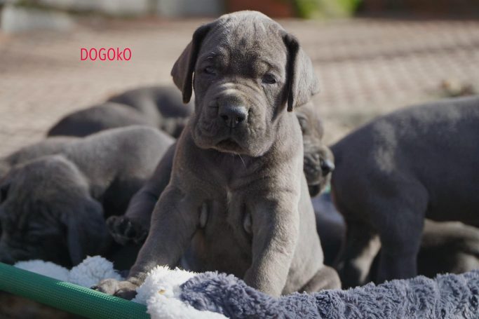 cachorros de DOGOS ALEMANES