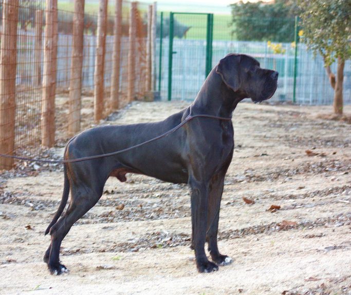 DGO ALEMAN , GRAN DANES,CACHORRO DE DOGO ALEMAN