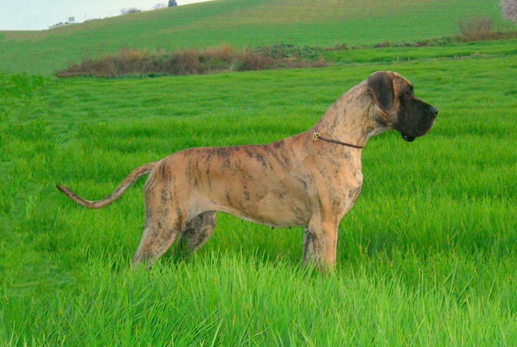 CRIADERO DE DOGOS ALEMANES