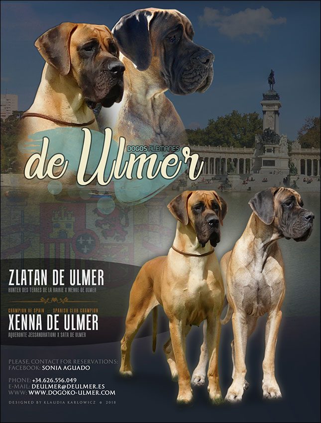 CAMADA B DE ULMER ,CACHORROS DE DOGO ALEMAN DORADO Y ATIGRADO DE EXPOSICIÓN