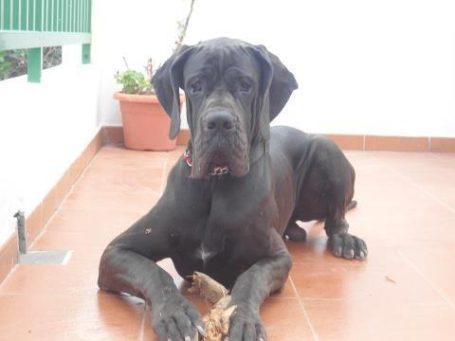 CHORRO DOGO ALEMAN ,GRAN DANES