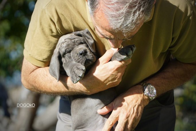 cachorro de Gran Danés, dogos Alemanes