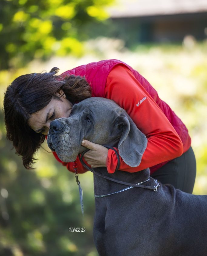 CACHORROS DE GRAN DANES