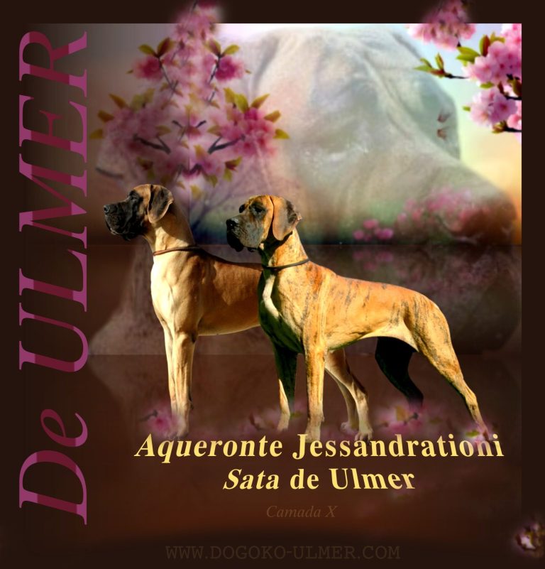 CAMADA X DE ULMER ,CACHORROS DE DOGO ALEMAN DORADO Y ATIGRADO DE EXPOSICIÓN