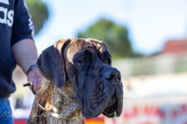 EXPOSICKIONES DE DAURON ,MACHO DOGO ALEMAN DE ULMEER ATIGRADIO 