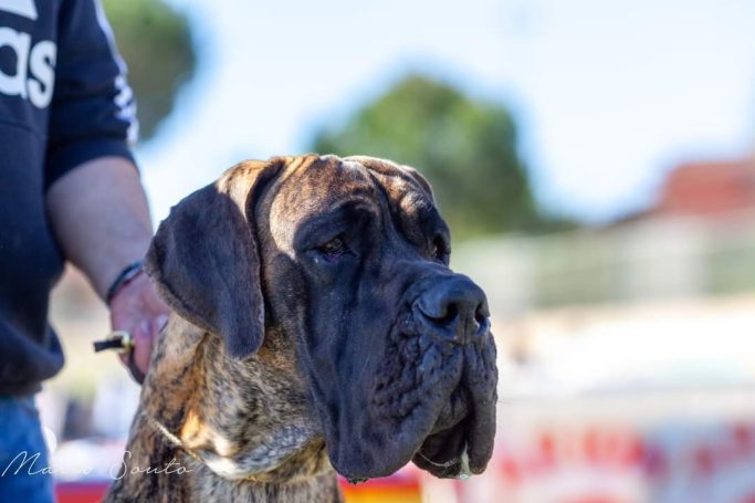 EXPOSICKIONES DE DAURON ,MACHO DOGO ALEMAN DE ULMEER ATIGRADIO 