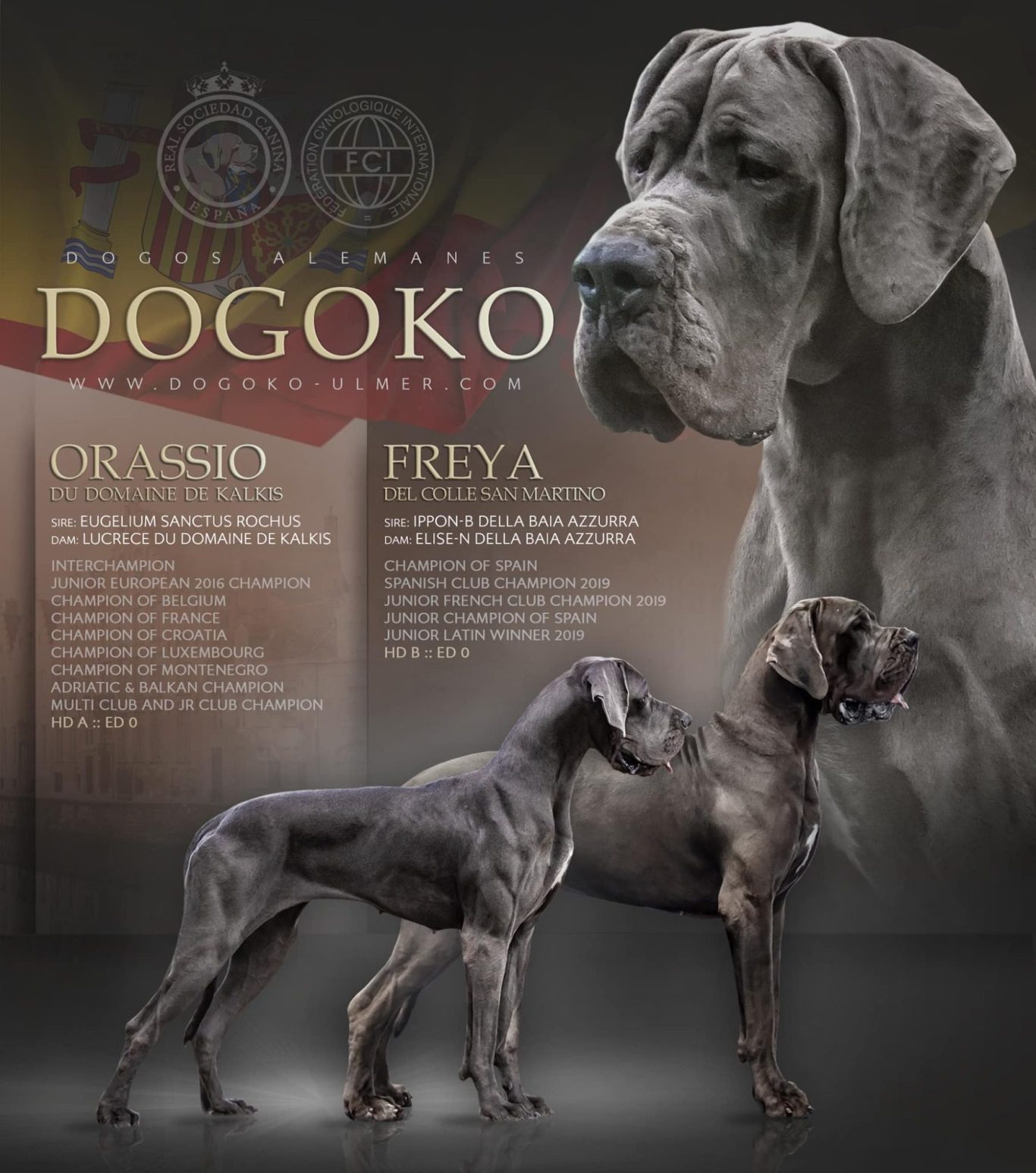 ORNELLA DE DOGOKO, KENNEL DOGOKO,GRAN DANES 